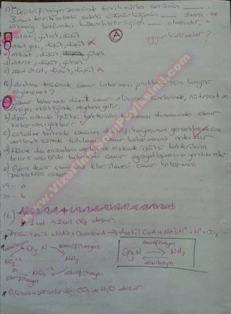 Çevre Mikrobiyolojisi Final Soruları ve Cevapları