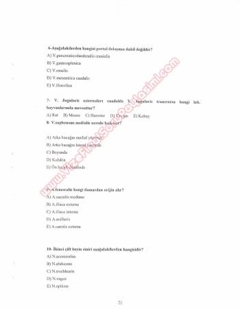 Laboratuvar Hayvanları Anatomisi Dersi Vize Soruları