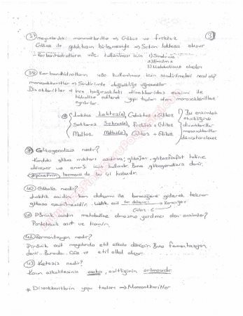 Beslenme Dersi Çalışma Soruları ve Cevapları