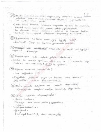 Beslenme Dersi Çalışma Soruları ve Cevapları