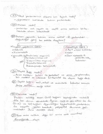 Beslenme Dersi Çalışma Soruları ve Cevapları