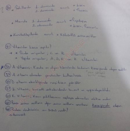 Beslenme Dersi Çalışma Soruları ve Cevapları -2