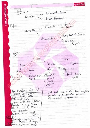 Endodontiye Giriş Çalışma Soruları